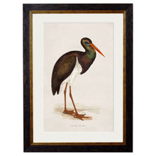 Load image into Gallery viewer, c.1850&#39;s British Wading Birds Framed Print
