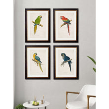 Load image into Gallery viewer, c.1884 Macaws Framed Print
