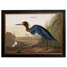 Load image into Gallery viewer, c.1838 Audubon&#39;s Herons Framed Print
