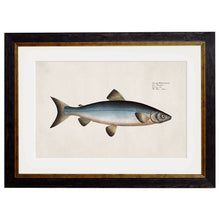 Load image into Gallery viewer, c.1785 Studies of Salmon Framed Print
