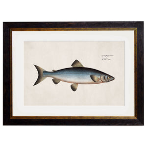 c.1785 Studies of Salmon Framed Print