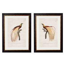 Load image into Gallery viewer, c.1809 Birds of Paradise Framed Print
