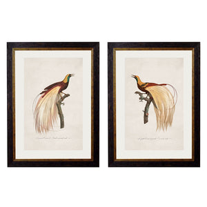 c.1809 Birds of Paradise Framed Print