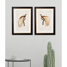 Load image into Gallery viewer, c.1809 Birds of Paradise Framed Print
