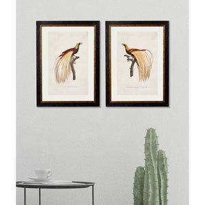 c.1809 Birds of Paradise Framed Print