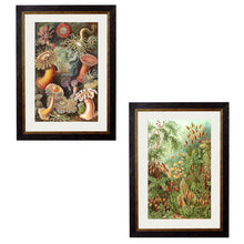 Load image into Gallery viewer, c.1904 Haeckel Flora Framed Print
