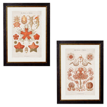 Load image into Gallery viewer, c.1904 Haeckel Marine Animals Framed Print
