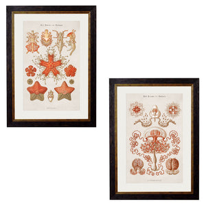 c.1904 Haeckel Marine Animals Framed Print