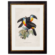 Load image into Gallery viewer, c.1848 Toucans Framed Print
