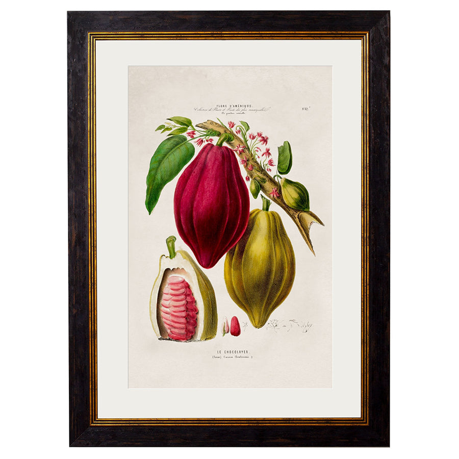 c.1843 Chocolate Plant Framed Print