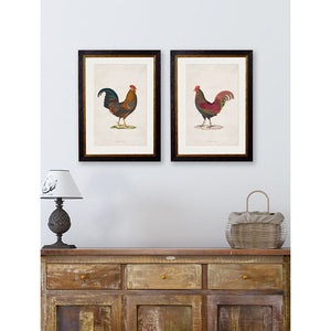 c.1838 Junglefowl Framed Print