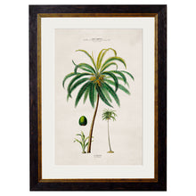 Load image into Gallery viewer, c.1843 Studies of South American Palm Trees Framed Print
