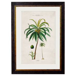 c.1843 Studies of South American Palm Trees Framed Print