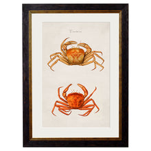 Load image into Gallery viewer, c.1876 Collection of Marine Animals Framed Print
