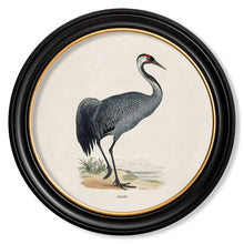 Load image into Gallery viewer, c.1870 Wading Birds in Round Framed Print

