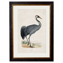 Load image into Gallery viewer, c.1850&#39;s British Wading Birds Framed Print
