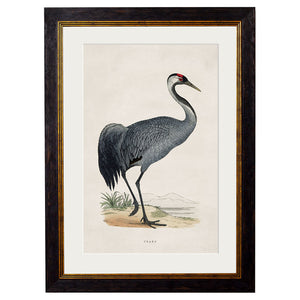 c.1850's British Wading Birds Framed Print