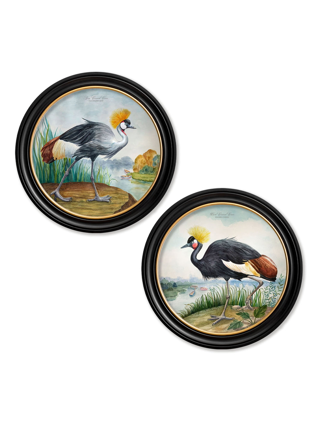 Audubon Style Cranes in Round Frame Prints