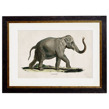 Load image into Gallery viewer, c.1846 Elephants Framed Print
