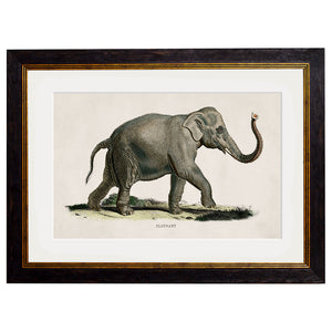 c.1846 Elephants Framed Print