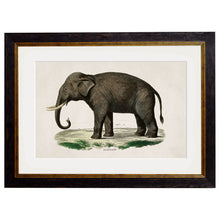 Load image into Gallery viewer, c.1846 Elephants Framed Print
