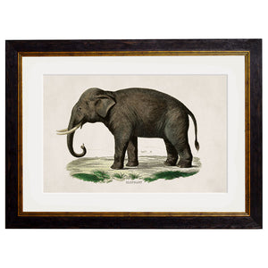 c.1846 Elephants Framed Print