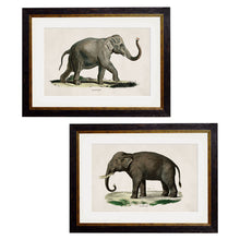 Load image into Gallery viewer, c.1846 Elephants Framed Print
