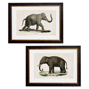 c.1846 Elephants Framed Print