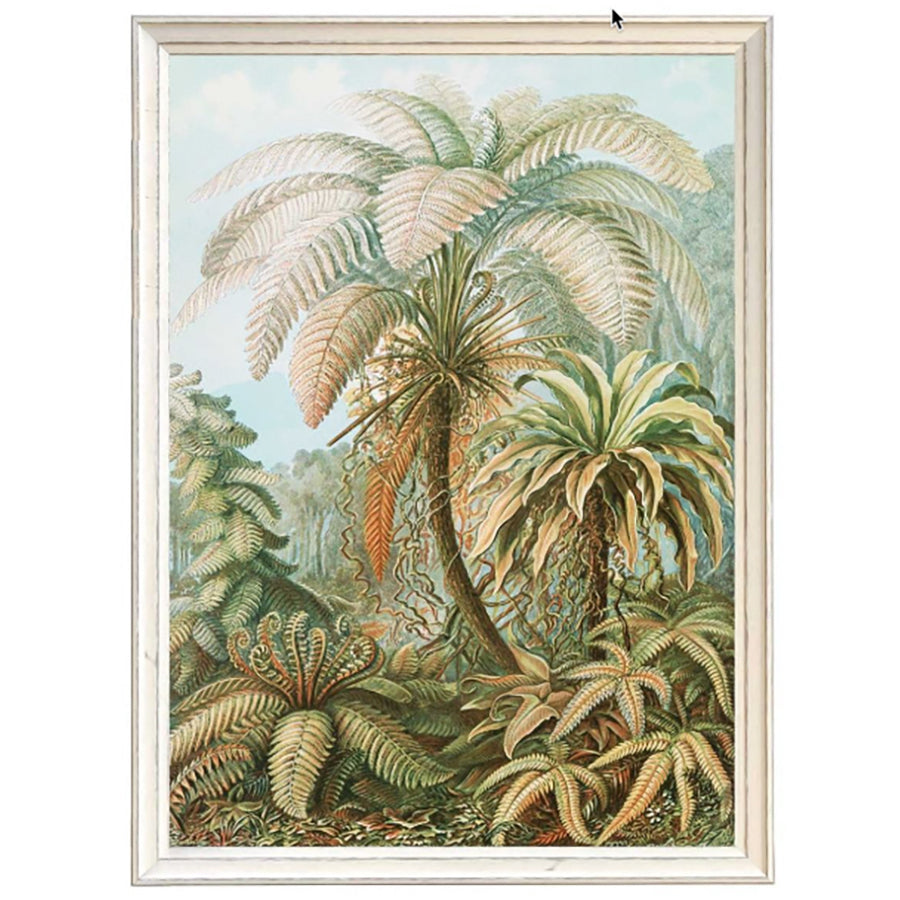 C.1904 Study Of Ferns Framed Print