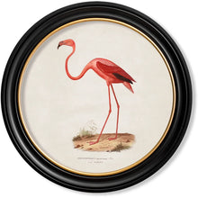 Load image into Gallery viewer, c.c.1830 Flamingo - Round Framed Print
