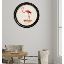 Load image into Gallery viewer, c.c.1830 Flamingo - Round Framed Print
