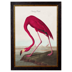 c.1838 Audubon's Birds of America Framed Print