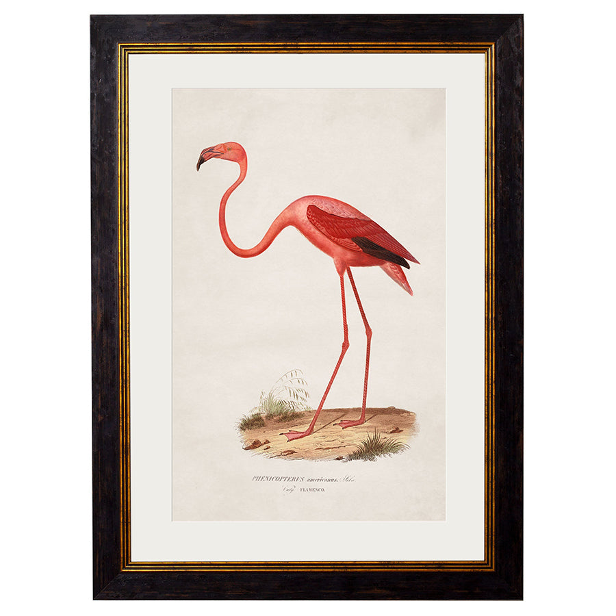 c.1830 Flamingo Framed Print