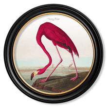 Load image into Gallery viewer, c.1838 Audubon&#39;s Birds of America in Round Framed Print
