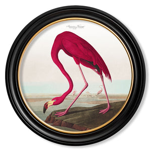 c.1838 Audubon's Birds of America in Round Framed Print