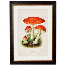 Load image into Gallery viewer, c.1913 Fly Agaric Framed Print

