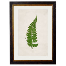 Load image into Gallery viewer, c.1864 Collection of British Ferns Framed Print
