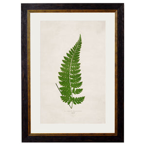 c.1864 Collection of British Ferns Framed Print