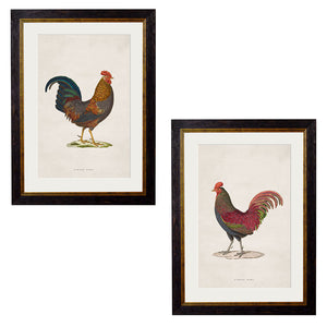 c.1838 Junglefowl Framed Print