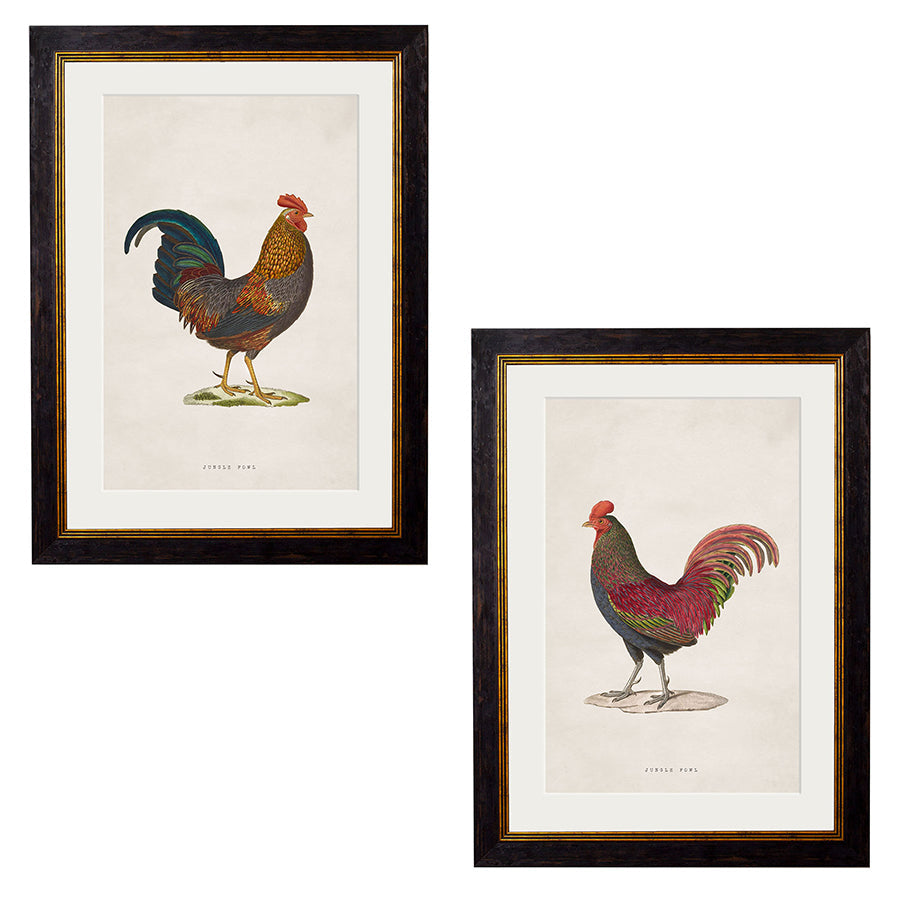 c.1838 Junglefowl Framed Print