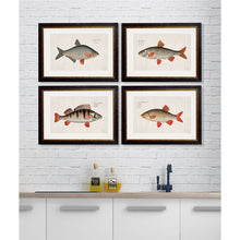 Load image into Gallery viewer, c.1785 Fresh Water Fish Framed Print
