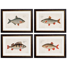 Load image into Gallery viewer, c.1785 Fresh Water Fish Framed Print
