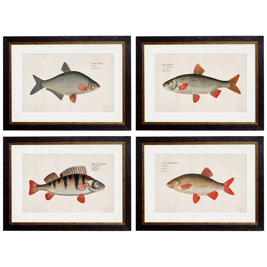 c.1785 Fresh Water Fish Framed Print