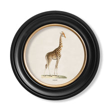 Load image into Gallery viewer, c.1836 Giraffe - Round Framed Print
