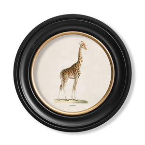 c.1836 Giraffe - Round Framed Print