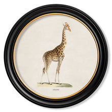 Load image into Gallery viewer, c.1836 Giraffe - Round Framed Print
