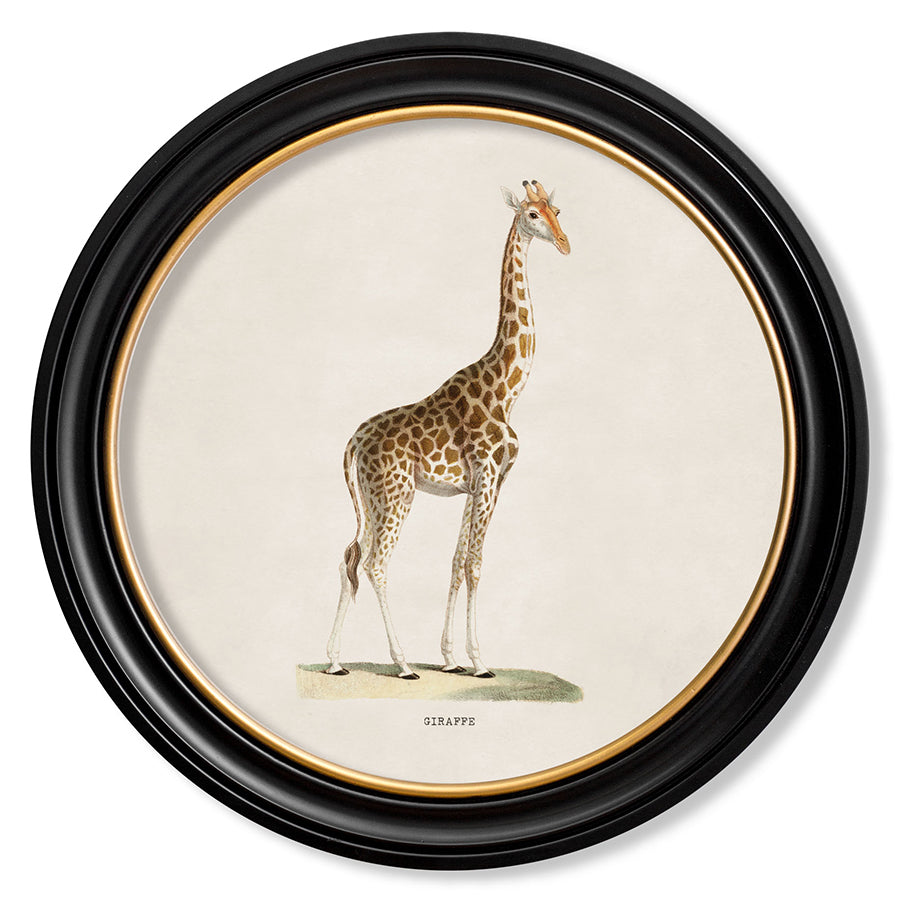 c.1836 Giraffe - Round Framed Print