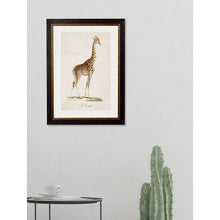 Load image into Gallery viewer, c.1836 Giraffe Framed Print
