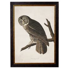 Load image into Gallery viewer, c.1838 Audubon&#39;s Owls Framed Print
