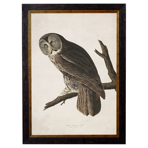 c.1838 Audubon's Owls Framed Print